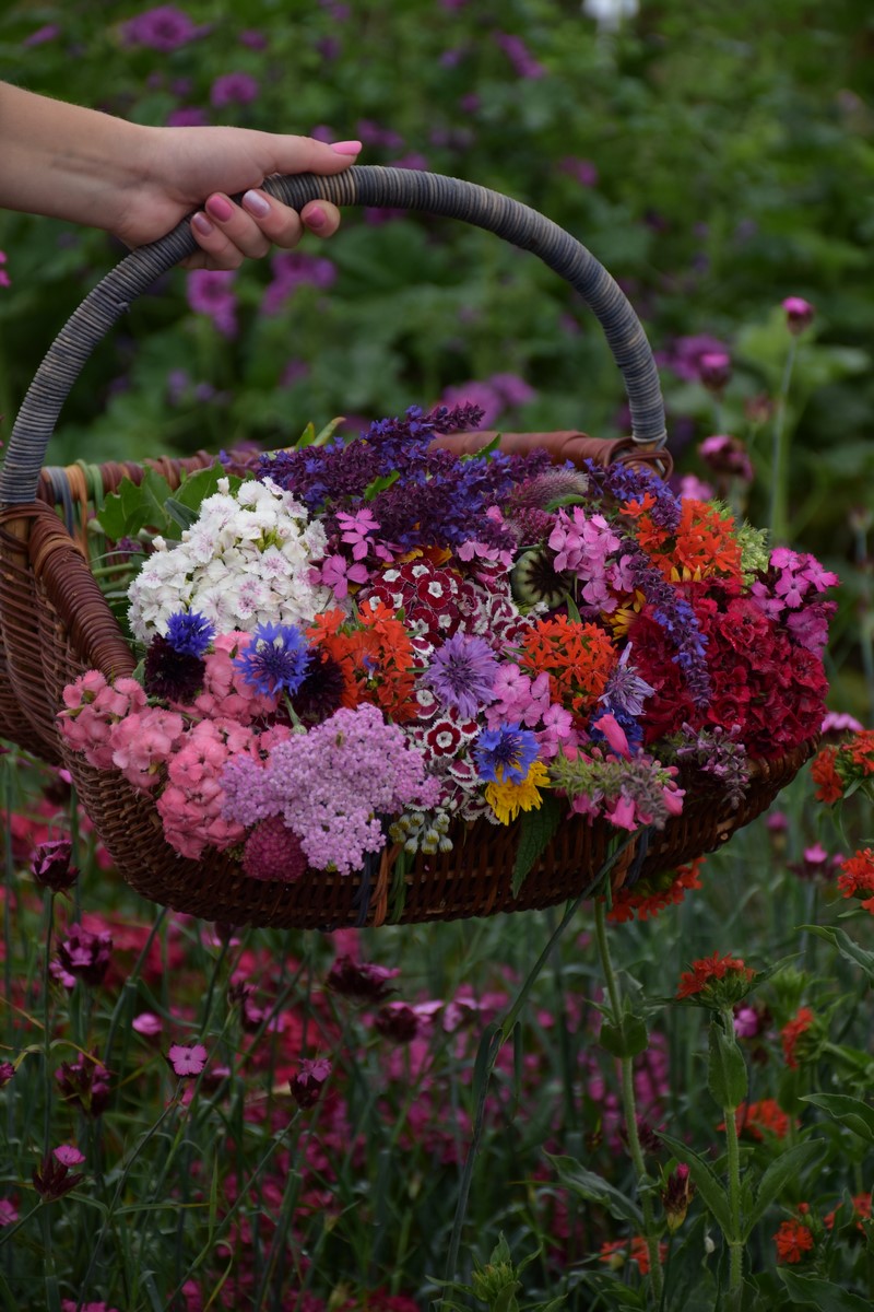 kwiaty cięte w koszyku